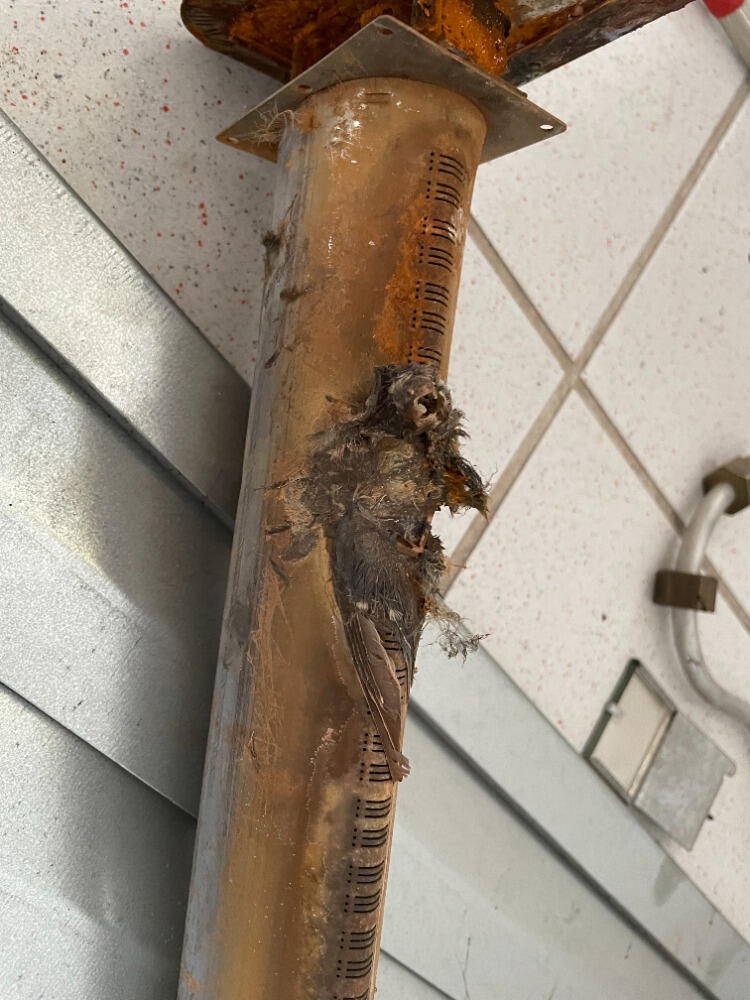 Ptačí hřbitov v topidle, kdy majitel platil třicet let servisy...